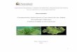 Monografia I - Algas Verdes.pdf