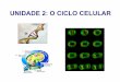 Unidade 2   o ciclo celular