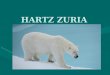 Hartz zuria-alaitz-aitana