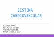 Sistema cardiovascular embriologia