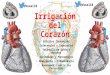 Irrigación del corazón (Arterias Coronarias)