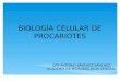 biologia celular de los procariotes