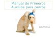 Manual de primeros auxilios para perros