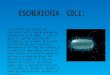 Bacteria Escherichia Coli