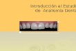 Anatomia dental   clase