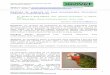 Medicina de urgencia en aves ornamentales (Emergency medicine 