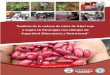 “Análisis de la cadena de valor de frijol rojo y negro en Nicaragua 