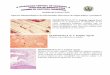 Practica 5 enfermedades infecciosas de origen pulpar y periapical