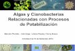 Algas y cianobacterias relacionadas con procesos de potabilización