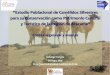 Estudio Poblacional de Camélidos Silvestres para su Conservación 