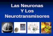 4. neuronas y neurotransmisores