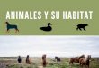 Animales y su habitat