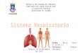 Presentación de sistema respiratorio