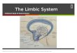 Limbic System Lecture