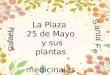 Plantas medicinales en la plaza 25 de Mayo