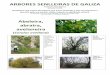 Arbores senlleiras de Galiza (varias)