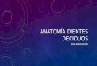 Anatomía dientes deciduos