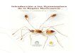 Hymenoptera del neotropico