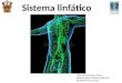 Histología sistema linfático