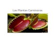 Las plantas carnívoras David Lobato Antonio E Iván Gutiérrez