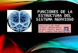 Tarea #4 slide share migdali romero   funciones de la estructura del sistema nervioso