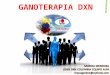 GANODERMA LUCIDUM-DXN COLOMBIA EQUIPO ALFA ganoterapia dxn