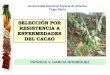 5 selección de arboles  resistentes a enfermedades de cacao