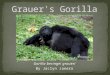 Grauer's Gorilla Presentation