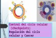 Control del ciclo celular y  cancer