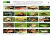 787 peru frogs-reptiles_reserva_ecologica_taricaya