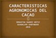Caracteristicas agronomicas del cacao