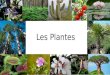 Presentació plantes
