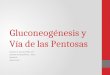 Curso Bioquímica 17-Gluconeogénesis y Via de las Pentosas