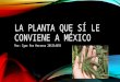 La planta que le conviene a México