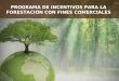 Enlace Ciudadano  Nro. 281 - Programas de incentivos para Forestación