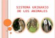 Sistema urinario de los animales