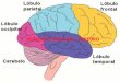 Exposicion pro coral relacion lenguaje cerebro viii