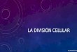 La división celular (Resumen)