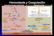 Hemostasia y coagulación pdf linea