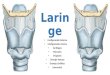 Anatomía de la Laringe