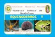 Equinodermos  y  anfibios