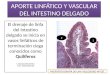 Aporte linfático y vascular del intestino delgado