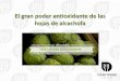 Casa Verde | El gran poder antioxidante de las hojas de alcachofa
