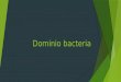 Dominio bacteria