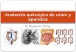 Anatomia quirurgica de colon y apendice