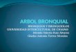 Arbol bronquial ( Bronquios y Bronquiolos)