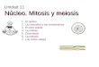Mitosis meiosisabril16