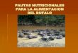 Pautas para alimentacion del bufalo de agua
