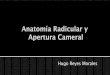 Anatomia Radicular y Apertura Cameral