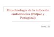 microbiología de la infección endodóncica